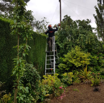 tree surgeon working on hedge trimming