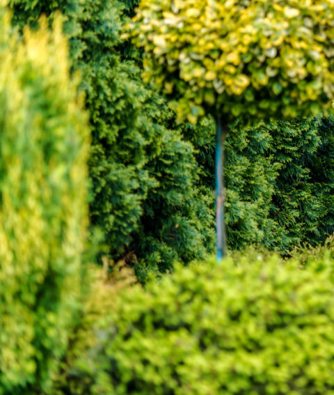 Header image - shrubs, bushes and hedge