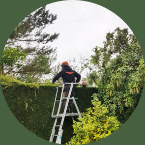 Tree surgeon trimming hedge