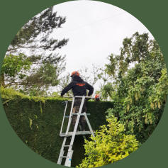 Tree surgeon trimming hedge
