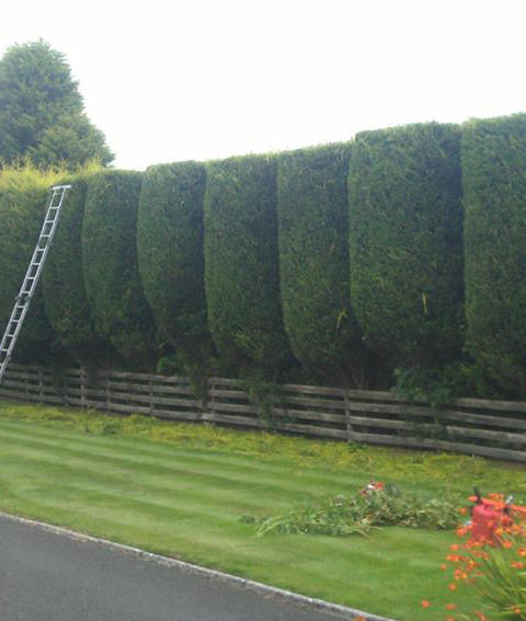 Header image - shrubs, bushes and hedge